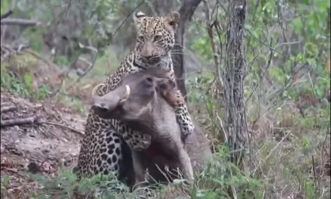 Lợn bướu ác chiến giành sự sống trước báo hoa mai