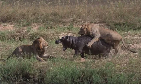 Hà mã non liều mình chống lại bầy sư tử đói và cái kết