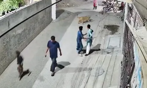 Kinh hoàng cảnh sư tử sổng chuồng lao vào tấn công người trên phố