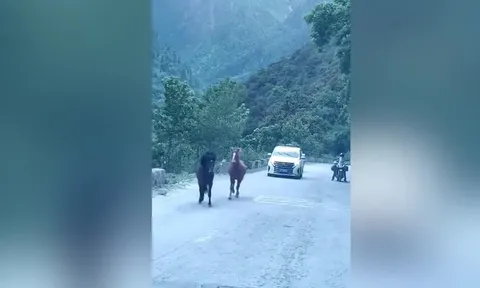 CLIP: Ngựa 'choảng nhau' giữa đường, phương tiện phải dừng lại chờ