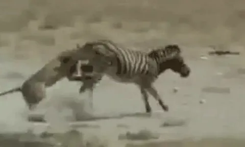 CLIP: Ngựa vằn phản đòn bất ngờ tung cú đá khiến sư tử 'ngã sấp mặt'