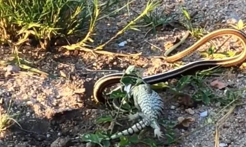 CLIP: Kỳ đà tử chiến với rắn độc và cái kết đầy bất ngờ