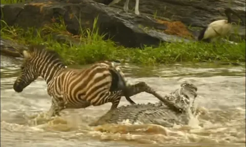 Bước ngang qua lưng cá sấu khổng lồ, ngựa vằn con vẫn sống sót thần kỳ