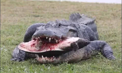 CLIP: Cá sấu đoạt mạng rùa mai mềm trên sân golf