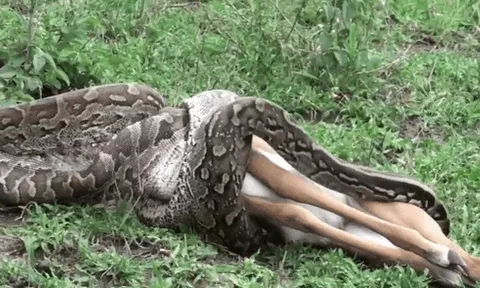 CLIP: Rùng mình cảnh trăn đá khổng lồ nuốt trọn linh dương chỉ trong vài phút