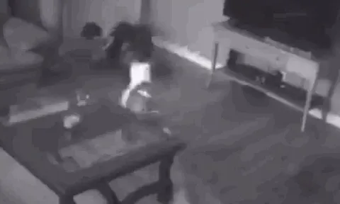 CLIP: Chó Pitbull dũng cảm tấn công kẻ đột nhập, bảo vệ chủ nhân