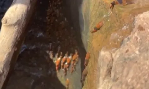 Kỳ lạ cảnh đàn cá trê tí hon leo thác nước cao 4 mét ở Brazil