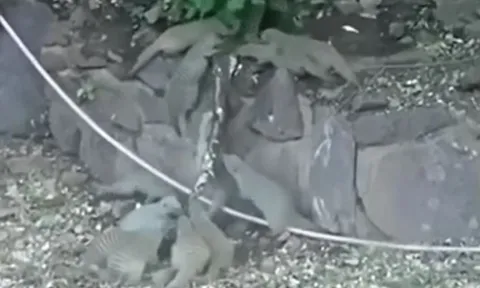 Trăn bị cả đàn cầy mangut vằn trả thù sau khi tấn công con non