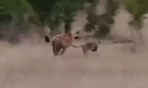 Báo hoa mai con lạc mẹ thoát chết ngoạn mục khi bị linh cẩu truy sát