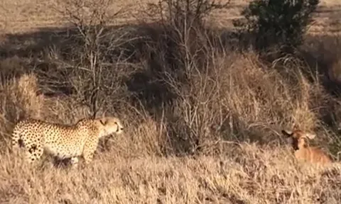 Linh dương Nyala quay đầu thách thức khiến báo đốm 'chùn chân' giữa cuộc rượt đuổi