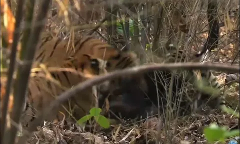 CLIP: Gấu đen bỏ mạng khi lọt vào lãnh địa của ‘chúa sơn lâm’