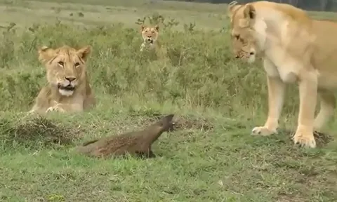 CLIP: Một mình đối đầu với đàn sư tử, cầy mangut vẫn đủ sức khiến đối thủ thua ê chề