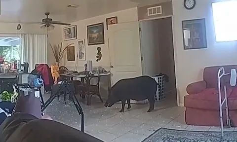 CLIP: Cảnh sát bị lợn rừng tấn công ngay trong phòng khách nhà dân