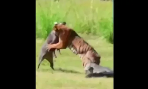 CLIP: Hổ đối đầu lợn rừng, cá sấu bất ngờ lao vào chen ngang cuộc chiến