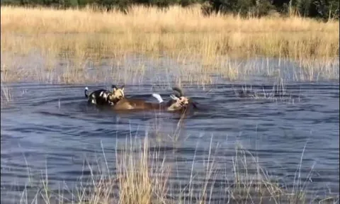 Linh dương ‘thủy chiến’ kịch liệt, giành sự sống trước chó hoang