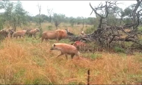 Sư tử đực thể hiện sức manh, hiên ngang đơn độc đấu cả đàn linh cẩu