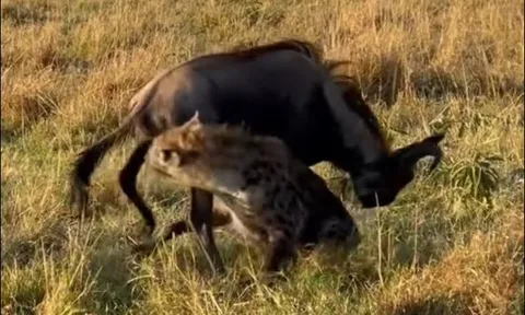 Khoảnh khắc linh cẩu đói ‘xẻ thịt’ linh dương đầu bò khi con mồi đang còn sống