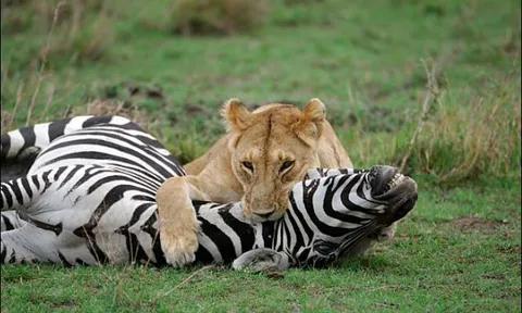 Sư tử đực ‘ngồi chơi xơi nước’, chờ vợ hạ sát con mồi rồi tới thưởng thức