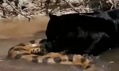 Rùng mình cảnh báo đen vật lộn, hạ sát trăn Anaconda khổng lồ