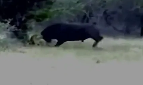 Thấy sư tử bị thương, trâu rừng lao tới húc chết kẻ đi săn rồi bỏ đi