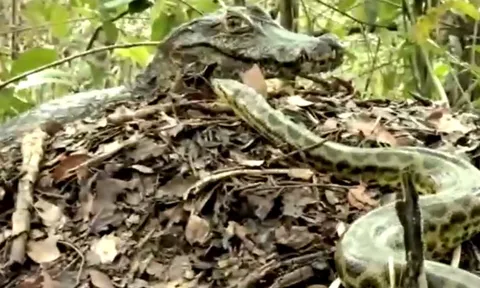 Trăn Anaconda 'ủ mưu' cướp trứng cá sấu và cái kết bất ngờ