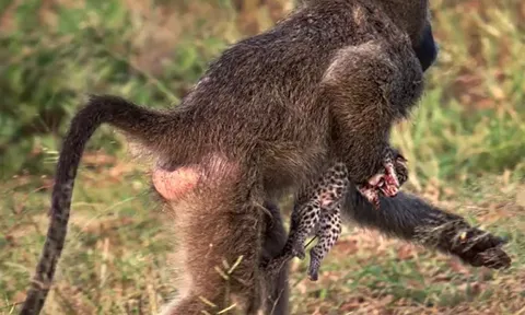 Khỉ đầu chó 'bắt cóc' báo gấm con và cái kết bất ngờ