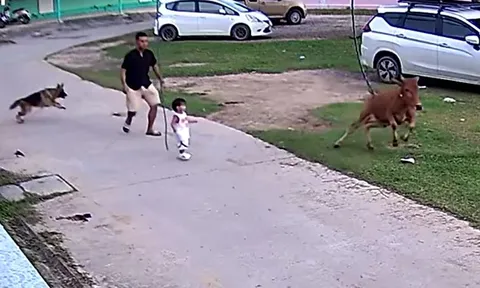 Chó Becgie dũng cảm cứu bé trai khỏi cú húc bò điên
