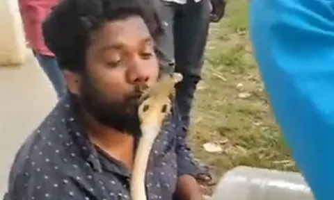 Liều mạng hôn rắn hổ mang, người đàn ông nhận cái kết kinh hoàng