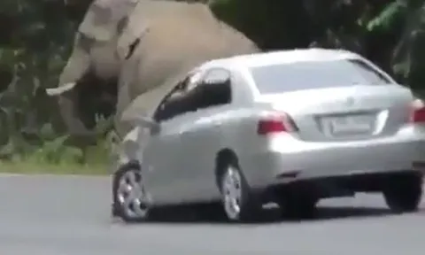 Voi rừng chặn đầu ô tô giữa đường chỉ để… gãi ngứa và cái kết 'thót tim'