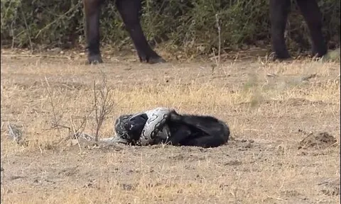 Lửng mật suýt chết vì tấn công trăn ‘khủng’ và cái kết đầy bất ngờ