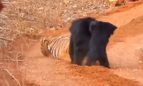 CLIP: Gấu mẹ liều mình tấn công hổ dữ để cứu con và cái kết bất ngờ