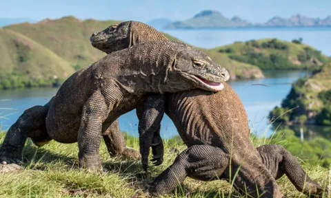 Top 10 sự thật thú vị về loài thằn lằn lớn nhất hành tinh