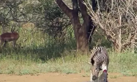 Bị cá sấu ngoạm gãy chân, ngựa vằn quay lại cắn kẻ đi săn để thoát thân