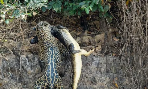 Báo đốm ‘tung đòn chớp nhoáng’, tóm gọn cá sấu trong 15 giây