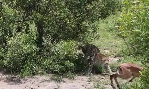 Thoát hàm cá sấu, linh dương vẫn không qua nổi ‘cửa tử’ vì kẻ săn mồi phục kích trên bờ