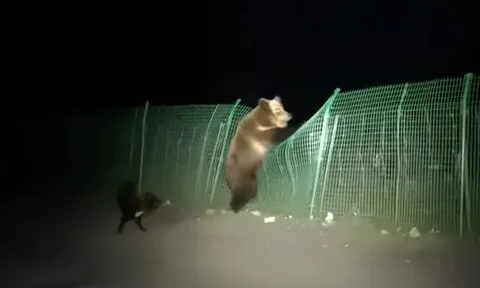 CLIP: Gấu nâu hoảng loạn trèo rào thoát thân vì bị đàn chó truy đuổi