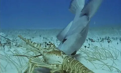 'Đội quân' tôm hùm bị cá bò truy sát ngay giữa đại dương và cái kết