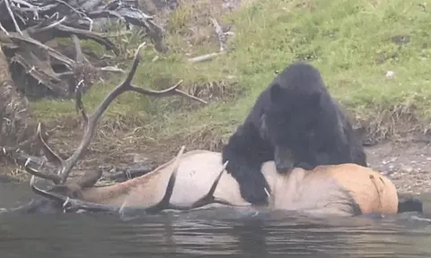 CLIP: Cận cảnh gấu nâu dìm chết nai sừng tấm