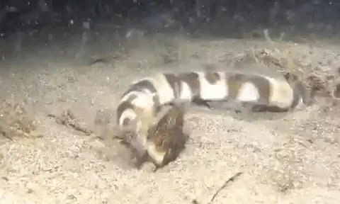 CLIP: Rắn biển cắn cổ đồng loại, lôi đi dưới đáy biển