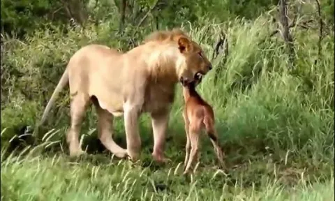 Sư tử đực tóm gọn linh dương đầu bò con và cái kết khiến ai cũng bất ngờ