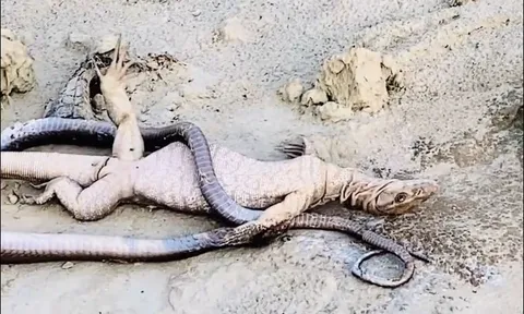 Kỳ đà liều lĩnh tấn công rắn kịch độc và cái kết ‘đồng quy vu tận’