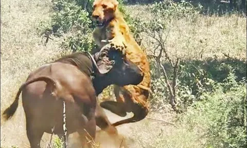 Cận cảnh trâu rừng châu Phi húc sư tử văng lên không trung như món đồ chơi