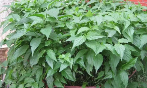 Cây dại từng bị lãng quên, nay thành đặc sản có giá lên tới 100.000 đồng/kg