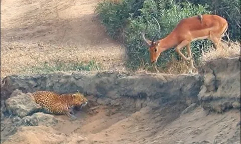 ‘Nín thở’ xem báo hoa mai đoạt mạng linh dương trong nháy mắt