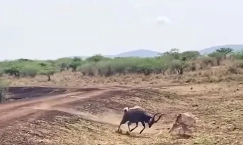 Linh dương lọt thế gọng kìm giữa sư tử, cá sấu và cái kết khó ngờ