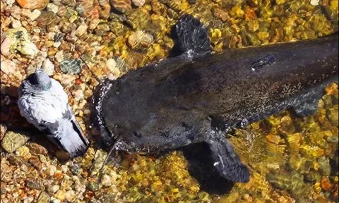 CLIP: Mải mê tắm mát, bồ câu bị cá nheo khổng lồ nuốt chửng