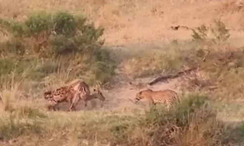 Cái kết khó đoán trong đại chiến giành mồi giữa báo hoa mai, linh cẩu và cá sấu