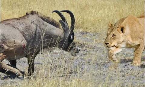 Kiên cường chiến đấu khiến 2 sư tử bỏ chạy, linh dương lang vẫn phải nhận cái kết thảm khốc