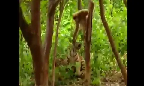 CLIP: Khỉ tinh nghịch liều lĩnh trêu chọc 'chúa sơn lâm nhí', cái kết khiến dân mạng cười ngả nghiêng