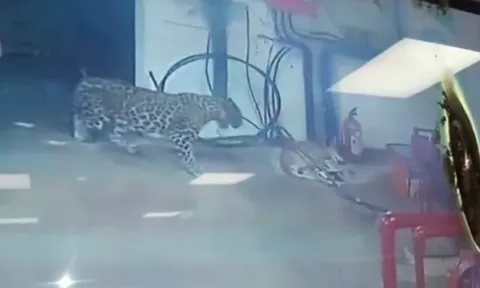 CLIP: Chó mẹ mải tử chiến với báo hoa mai, đàn con bị kẻ khác bắt mất